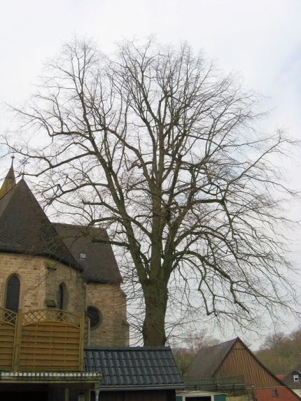 Bild 2 von Linde an der Kirche